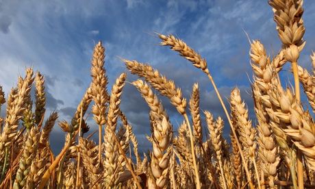 Making Agricultural Policies Nutrition Enhancing