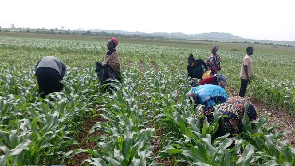 Climate Change, Food Security, and Hope in Nigeria